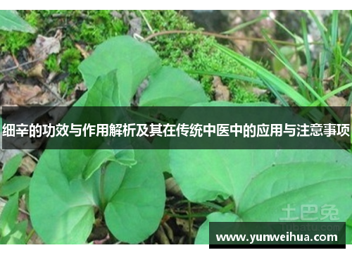 细辛的功效与作用解析及其在传统中医中的应用与注意事项